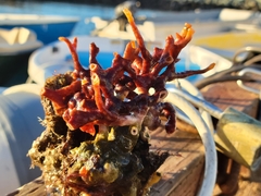 Schizoporella errata