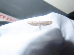 Eupithecia acutipennis