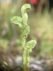 Pterostylis crassicaulis