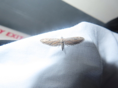 Eupithecia acutipennis