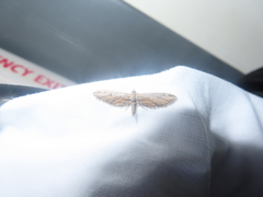 Eupithecia acutipennis