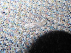 Eupithecia acutipennis