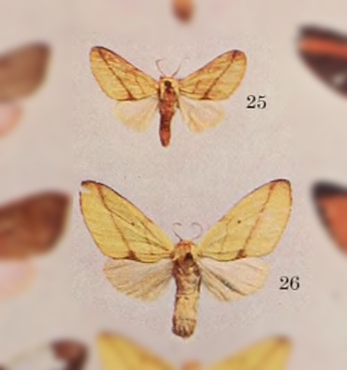Pseudalus aurantiacus