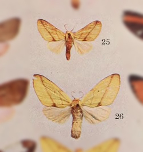Pseudalus aurantiacus