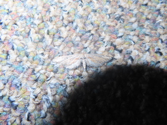 Eupithecia acutipennis