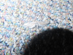 Eupithecia acutipennis