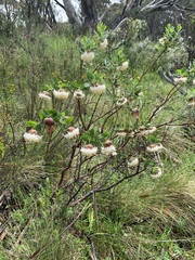 Pimelea ligustrina ciliata