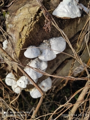 Fungi