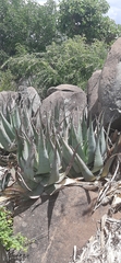 Aloe chabaudii