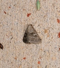 Acantholipes juba