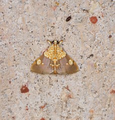 Agrotera glycyphanes