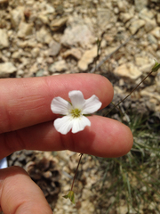 Eremogone macradenia