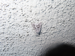 Plataea californiaria