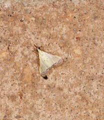 Autocharis hedyphaes