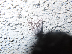 Plataea californiaria