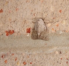 Barasa cymatistis