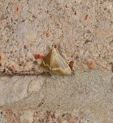 Clupeosoma pellucidalis