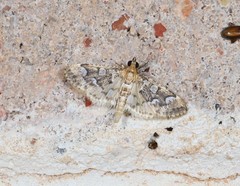 Cotachena fulvomarginalis