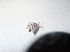 Plataea californiaria