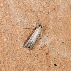 Euclasta maceratalis