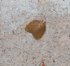 Hemonia micrommata