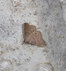 Heterormista modesta