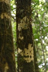 Calophyllum tacamahaca