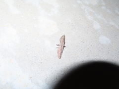 Eupithecia acutipennis