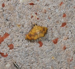 Hyalobathra aequalis