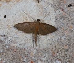 Hymenoptychis sordida