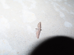 Eupithecia acutipennis
