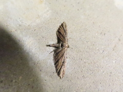 Eupithecia acutipennis
