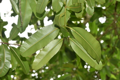 Calophyllum tacamahaca