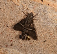 Macroglossum rectans