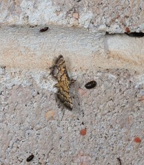 Metasia polytima