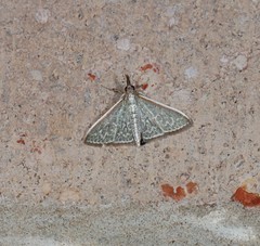Myrmidonistis hoplora