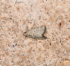 Narangodes