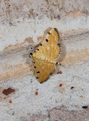 Notarcha polytimeta