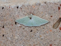 Oenochroma infantilis