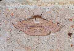 Oenochroma polyspila