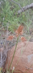 Cyperus decurvatus