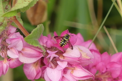 Pseudoanthidium orientale
