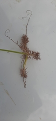 Cyperus decurvatus