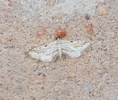 Parapoynx dentizonalis