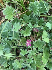 Geranium antrorsum