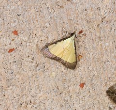 Pseudonoorda metalloma