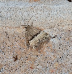 Pseudozarba orthopetes