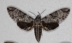 Psilogramma papuensis