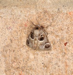 Pygmaeomorpha ocularis