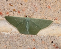 Thalassodes dorsilinea